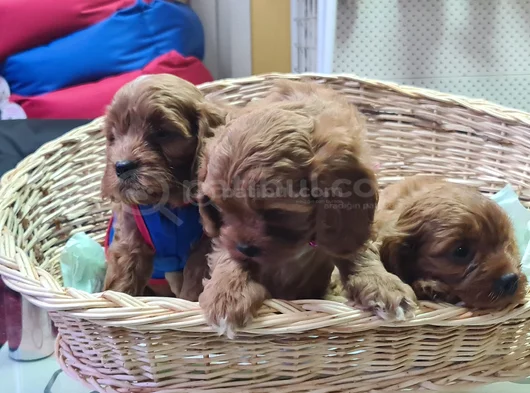 Süper Kali̇te Süper Fi̇yat Cavapoo Erkek Yavru