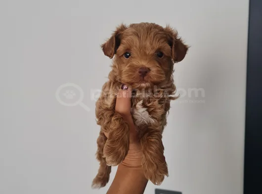 Poodle Kalitesinde Maltipo Minnaklarım görsel