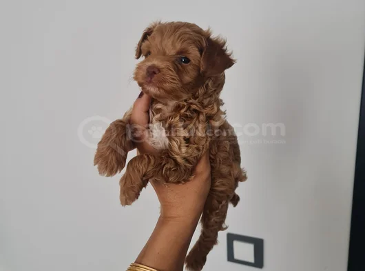 Poodle Kalitesinde Maltipo Minnaklarım görsel