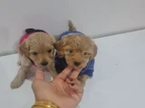 Poodle Kalitesinde Maltipo Minnaklarım