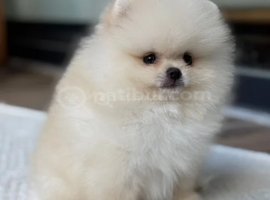 Pomerian Bebeğim görsel