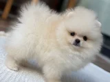Pomerian Bebeğim