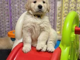 Baybface Orjinal Golden Bebekler