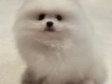 Pomerian Bebeğim