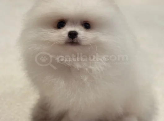 Pomerian Bebeğim görsel