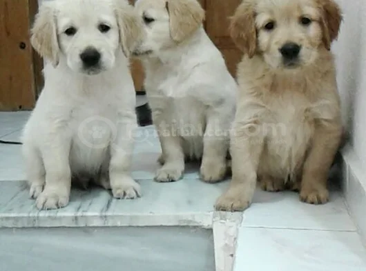Sevgi̇ Yumagi̇i̇i̇i̇i̇i̇ Golden Retri̇ever görsel