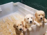 SEVGİ YUMAGİİİİİİ GOLDEN RETRİEVER