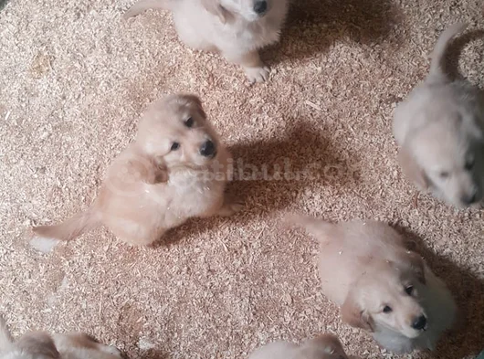 Sevgi̇ Yumagi̇i̇i̇i̇i̇i̇ Golden Retri̇ever görsel