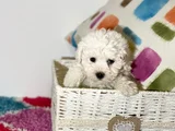 Bichon Fri̇se