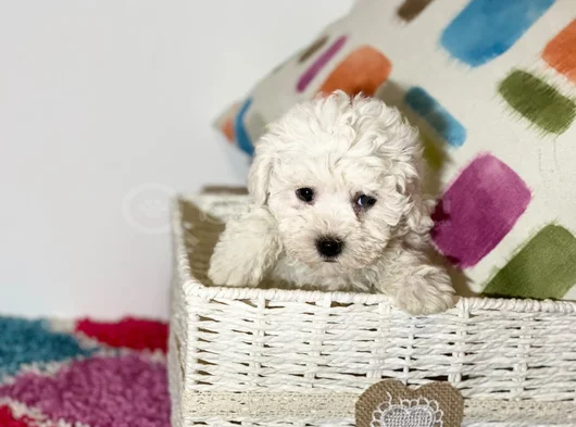 Bichon Fri̇se görsel