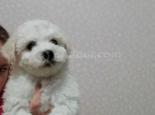 Bichon Fri̇se görsel