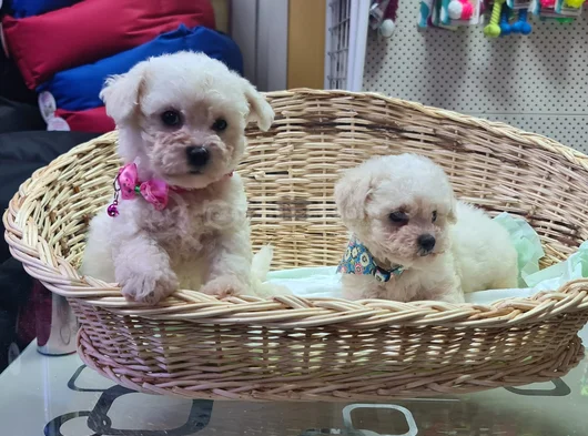 Bichon Fri̇se görsel