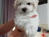 Bichon Fri̇se