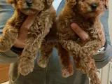 Muhteşem Toy Poodle