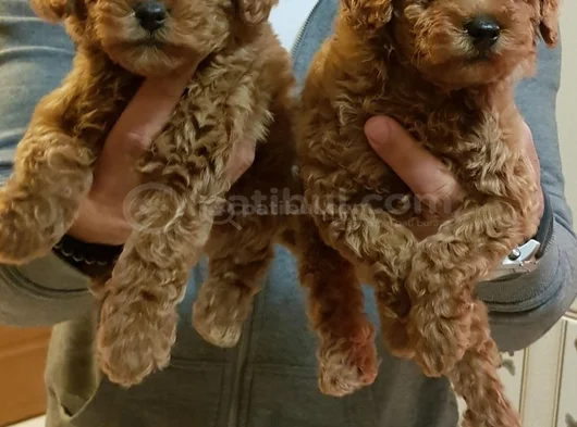 Muhteşem Toy Poodle görsel