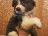 Muhteşem Yavrular Dunyani̇n En Zeki̇ Köpekleri̇