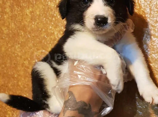Muhteşem Yavrular Dunyani̇n En Zeki̇ Köpekleri̇ görsel