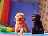 Muhteşem Toy Poodle