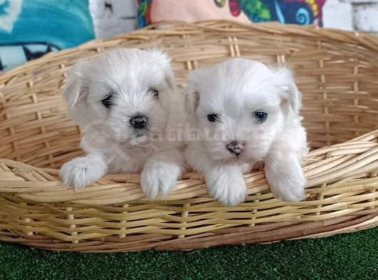 Super Fi̇yata Gerçek Orji̇nal Maltese Yavrular görsel