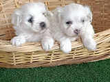 Super Fi̇yata Gerçek Orji̇nal Maltese Yavrular