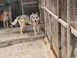 2 YAŞINDA HARİKA GUZELLİKTE ORJİNAL WOLF DOG