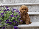 SUPER FİYATLARA SÜPER KALİTE TOY POODLE YAVRULAR