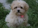 Super Fi̇yatlara Super Kali̇te Gerçek Malti̇poo Yavrular