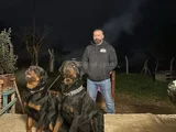 Dev rottweiler yavrularım kif secerelidir