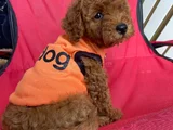 Safkan Toy Teacup Poodle Bebişler
