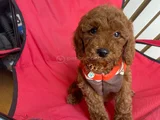 Safkan Toy Teacup Poodle Bebişler