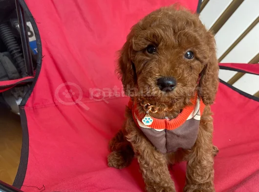 Safkan Toy Teacup Poodle Bebişler görsel