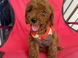 Safkan toy teacup poodle bebişler