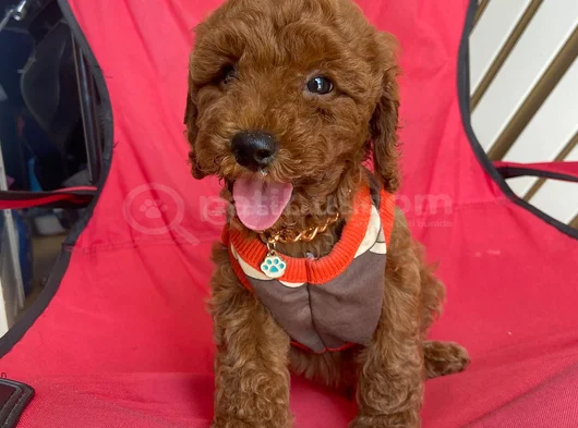 Safkan Toy Teacup Poodle Bebişler
