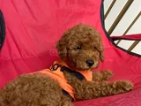 Safkan Toy Teacup Poodle Bebişler