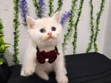 Bal Surat Pamuklarim Tesli̇me Hazir