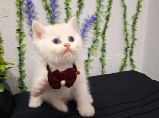 Bal Surat Pamuklarim Tesli̇me Hazir görsel