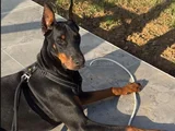 Doberman Tam Bir Asker