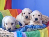 BEBEK YÜZ ORJİNAL GERÇEK GOLDEN YAVRULAR