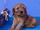 Süper Fi̇yata Gerçek Orji̇nal Cockapoo Yavrular