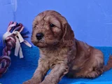 Süper Fi̇yata Gerçek Orji̇nal Cockapoo Yavrular