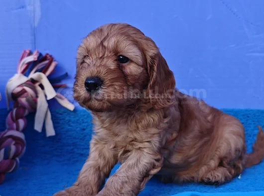 Süper Fi̇yata Gerçek Orji̇nal Cockapoo Yavrular görsel