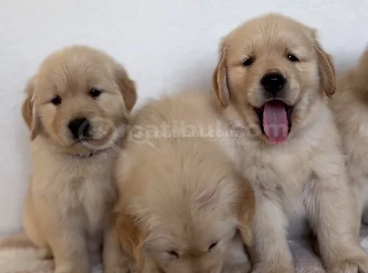 Baybface Orjinal Golden Bebekler