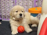 Baybface Orjinal Golden Bebekler