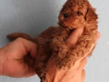 Red Brown Toy Poodle Yavrular Yeni Yuvalarını Bekliyor