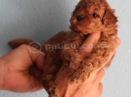 Red Brown Toy Poodle Yavrular Yeni Yuvalarını Bekliyor görsel