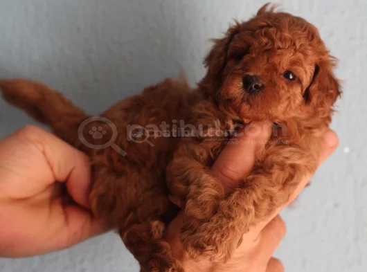 Red Brown Toy Poodle Yavrular Yeni Yuvalarını Bekliyor