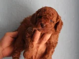 Red Brown Toy Poodle Yavrular Yeni Yuvalarını Bekliyor