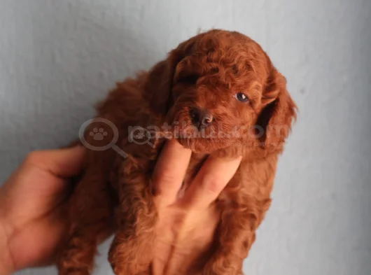 Red Brown Toy Poodle Yavrular Yeni Yuvalarını Bekliyor görsel
