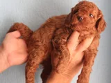 Red Brown Toy Poodle Yavrular Yeni Yuvalarını Bekliyor