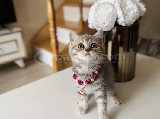 British Shorthair Silver Tabby görsel